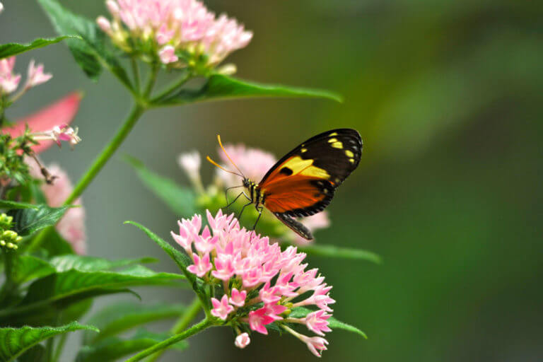 Key West Butterfly Conservatory