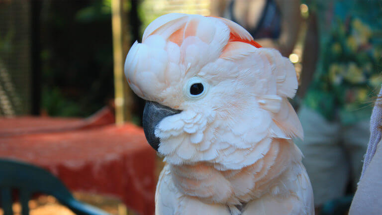 profile picture of a cockatoo