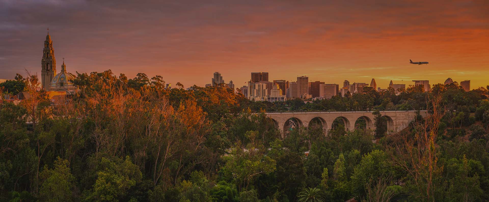 A beautiful San Diego scene showcasing the city skyline, and palm trees.