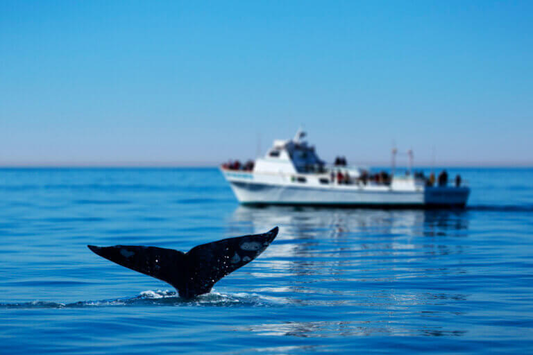 A group of people on a boat enjoying whale watching in the beautiful waters of San Diego